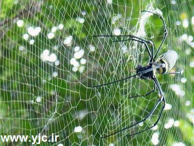 عنکبوت, رشته های عنکبوت, عنکبوتها و محیط زندگی, تار عنکبوت 