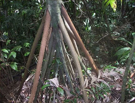 اخبار , اخبار گوناگون,درخت متحرک در اکوادور,تصاویر درخت متحرک در اکوادور