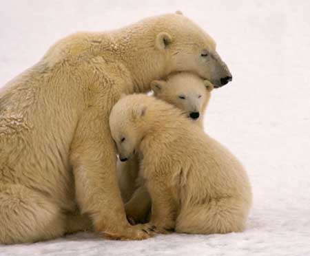 اخبار , اخبار علمی , خرس‌های قطبی