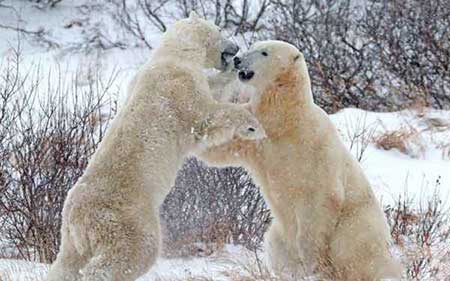 عکسهای جالب,خرس قطبی ,تصاویر دیدنی