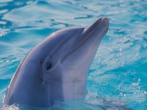 دلفین,عکس دلفین,زندگی دلفین ها