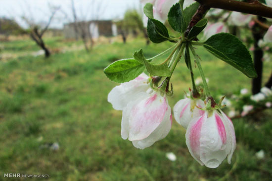 شکوفه های سیب در سمیرم