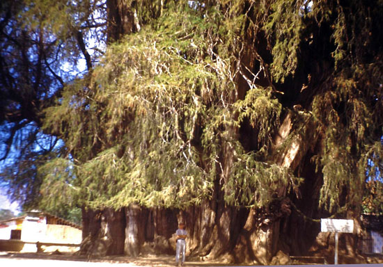 درختی با تنه ای 36 متری/تصاویر