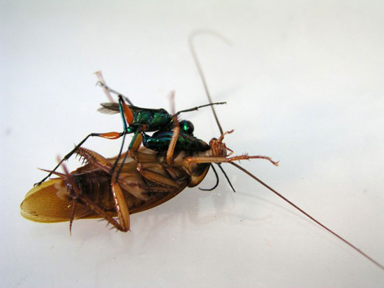 موجودات عجیب: زنبوری که با تزریق زهر به مغز سوسک آن را به بردگی در می آورد