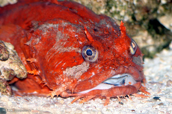 زشت ترین ماهیان دنیا