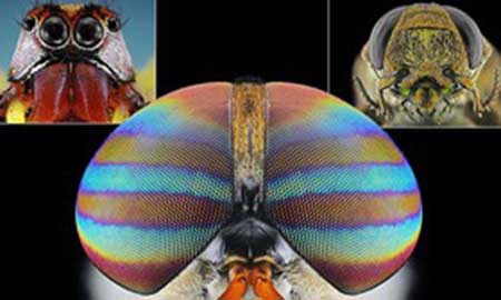 اخبار,اخبارعلمی, تصاویر خارق‌العاده‌ای از حشرات