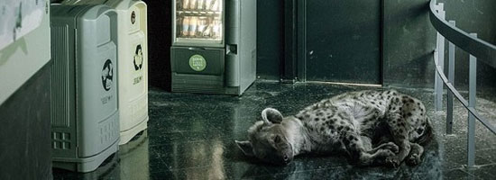 تصاویری ناراحت کننده از حیوانات باغ‌وحش در محیط‌های شهری
