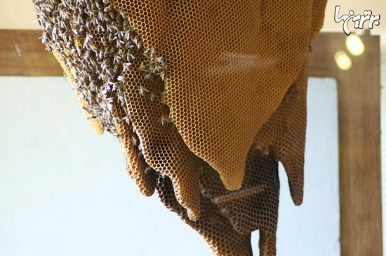 موزه ی زنبورها