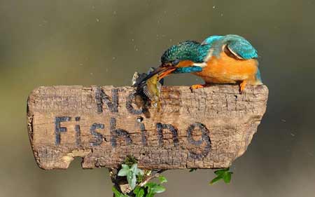   پرنده قانون شکن,ماهیگری ممنوع,اخبار جالب,پرندگان زیبا