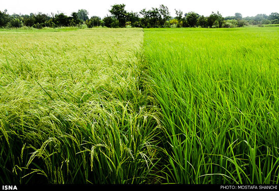 شالیزارهای برنج مازندران پس از باران