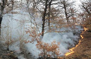 جنگل های ایران از بین می روند ؛ 14 هزار آتش سوزی در 10 سال!