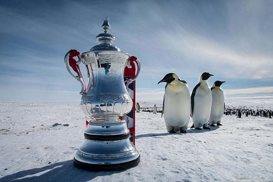 عکس: جام حذفی انگلیس در کنار پنگوئن ها!