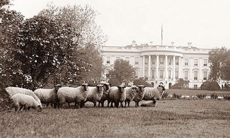 گوسفندان کاخ سفید/عکس