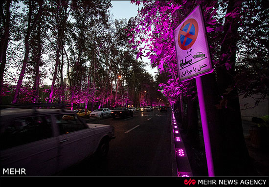 نورپردازی درختان خیابان ولیعصر(عج)