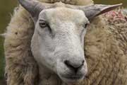 یک گوسفند توانایی به خاطر سپردن ۵۰ گوسفند را دارد