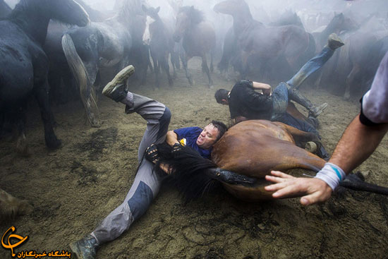مراسم سنتی 400ساله اسب های وحشی در اسپانیا