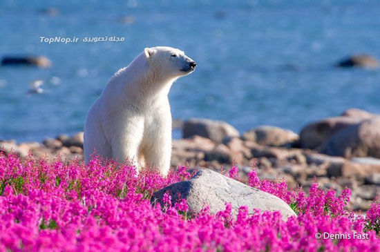 بازیگوشی خرس های قطبی در میان گل های تابستانی