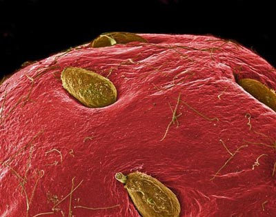 تصاویر میکروسکوپی از میوه ها,تصاویر میکروسکوپی از مواد غذایی