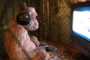میمون ها هم از تماشای تلویزیون لذت می برند