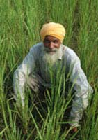افزایش صادرات برنج هند به ایران,صادرات برنج هند به ایران,برنج باسماتی