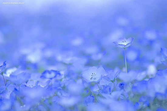 مزارع مسحور کننده‌ی گل‌های آبی در پارک هیتاچی، ژاپن