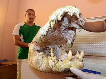 نگهداری آرواره بزرگ ترین کروکودیل دیده شده در جهان در فیلیپین