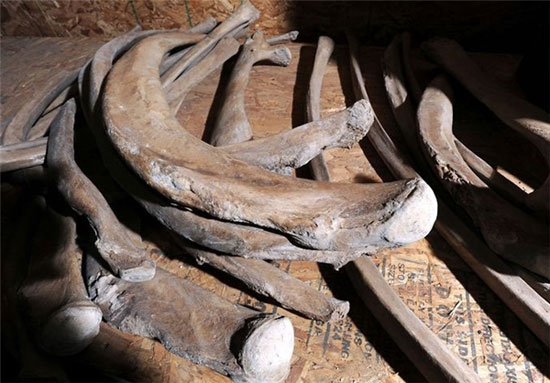 کشف اسکلت یک ماموت متعلق به ۱۴۰۰۰ سال پیش+تصاویر