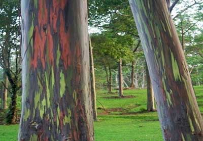 درخت رنگین کمان, عکس درخت رنگین کمان, اوکالیپتوس