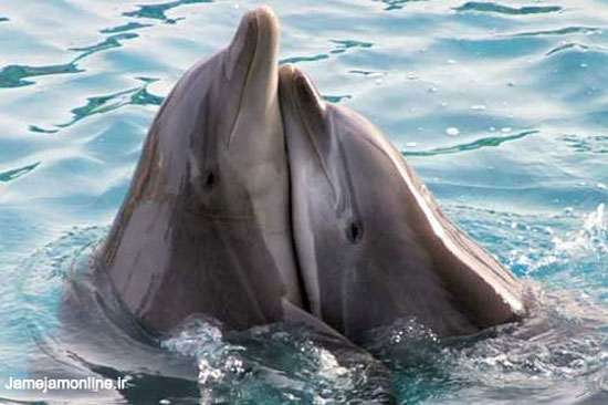 دلفین‌ها یکدیگر را با نام صدا می‌زنند!