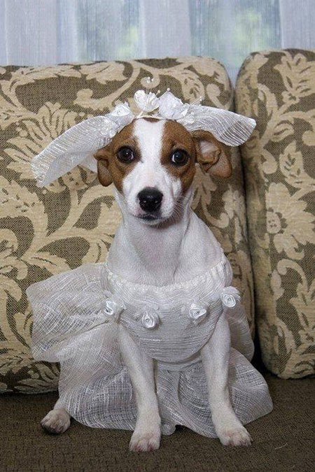 جشن عروسی حیوانات ,ازدواج حیوانات 