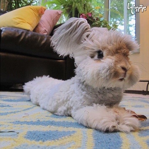خرگوشی که شبیه یک عروسک زنده است!