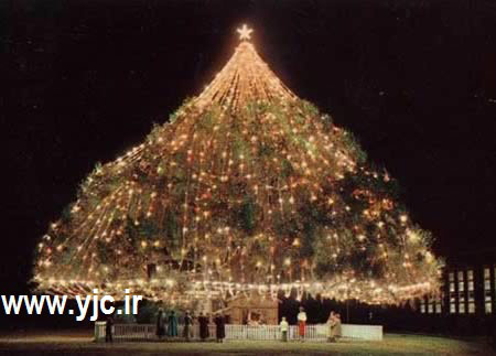 اخبار,اخبار گوناگون,متفاوت ترین درخت های کریسمس,تصاویر بزرگترین درخت کریسمس