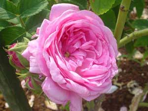 گل محمدی، برای دردهای روماتیسمی مفید است