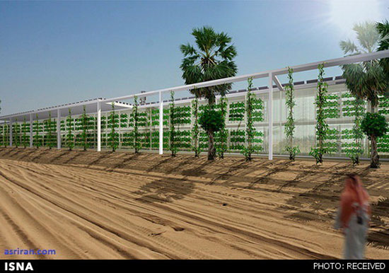 عربستان قطب کشاورزی می‌شود! + تصاویر