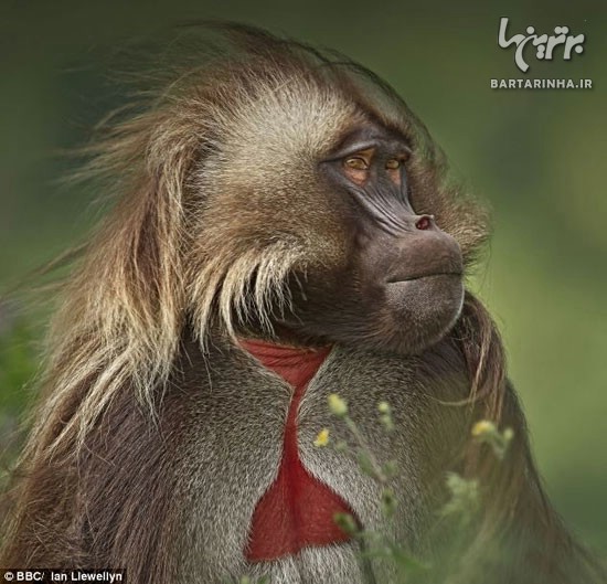 آیا این میمون حرف می زند؟! +عکس