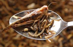 بزرگ‌ترین نگرانی‌های جهان, بیشترین حشرات مورد مصرف خوراکی,پیش‌بینی افزایش جمعیت جهانی