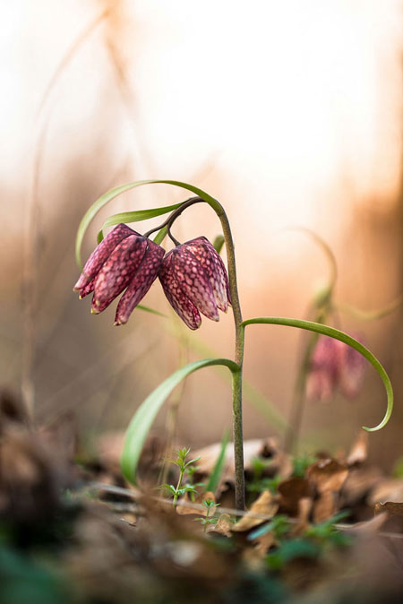 پروژه‌ های عکاسی: گل‌ های کمیاب بهاری