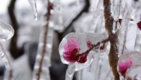 عکسهای جذاب,شکوفه های یخ زده,تصاویر جالب