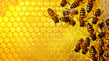 فواید عسل,عسل,زنبور عسل