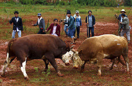 عکسهای جذاب,تصاویر دیدنی, مسابقه سنتی گاو های نر