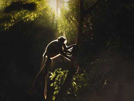 عکسهای جالب,میمون دم دراز ,تصاویر جالب