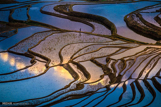 شالیزارهای برنج در چین