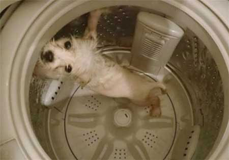 شستن سگ در لباسشویی+تصویر