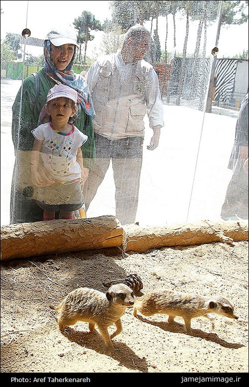 ورود میرکت یا دم عصایی برای اولین بار در باغ وحش تهران