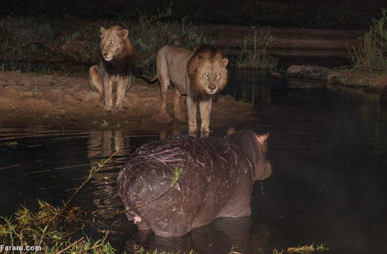 (تصاویر) اشتباه مرگبار اسب آبی مقابل شیرها