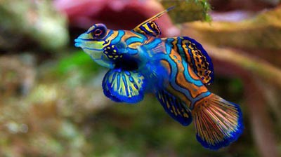 زیباترین موجودات جهان,زیباترین موجودات دریایی