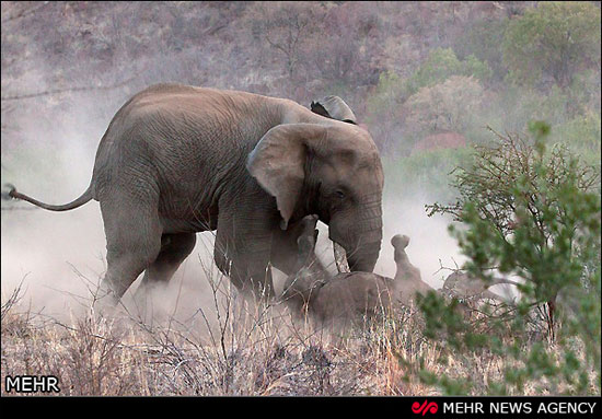 حمله فیل به کرگدن مادر‎