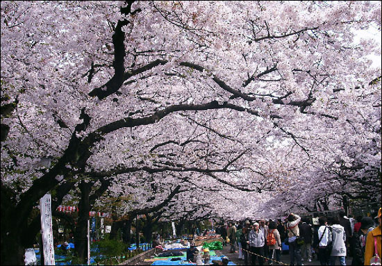 ژاپن وارد فصل شکوفه های گیلاس شد