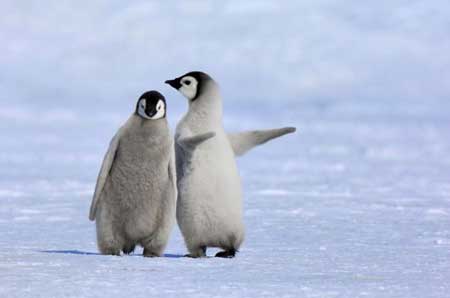 بچه پنگوئن, آموزش راه رفتن به یک بچه پنگوئن