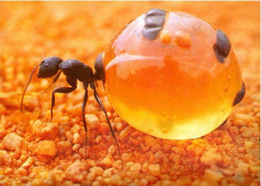 انواع مورچه,مورچۀ عسل,مورچه گلدان عسل